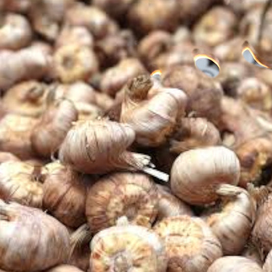 Gladious Performer Blue Bulbs