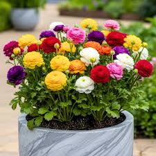 Ranunculus Mix Bulbs