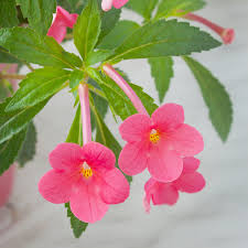 Achimenes Pink Bulb