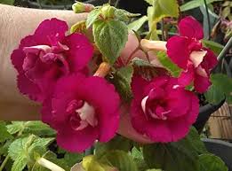 Achimenes Culture Bulb