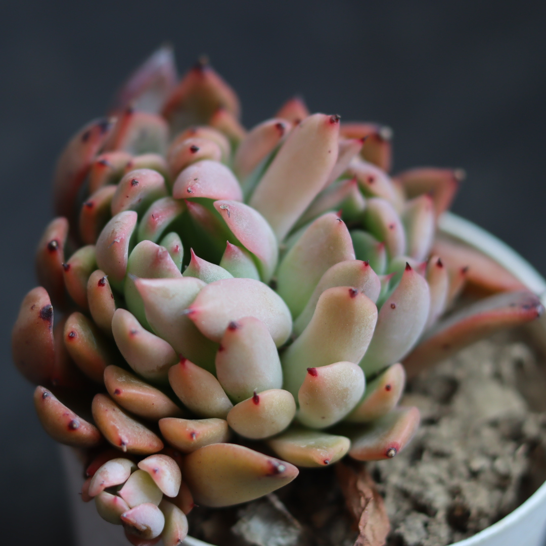 Echeveria 11