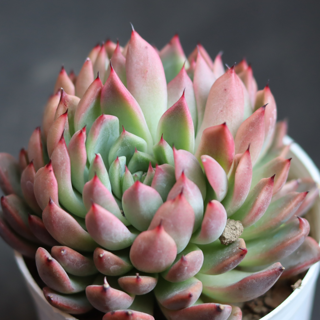 Echeveria 12