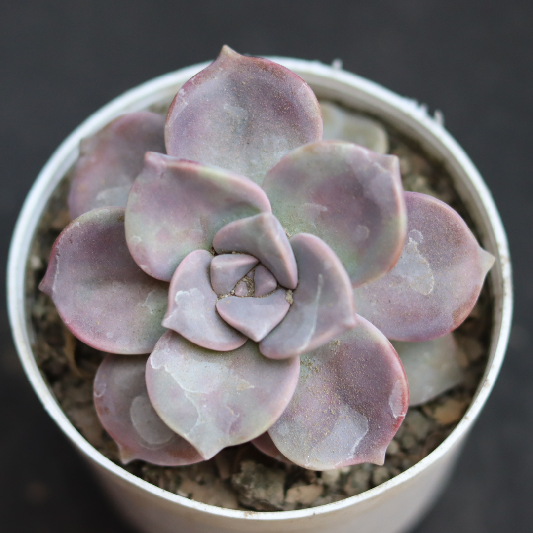 Echeveria 18