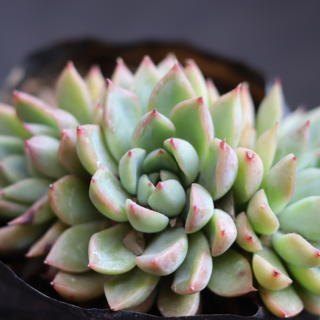 Echeveria 22