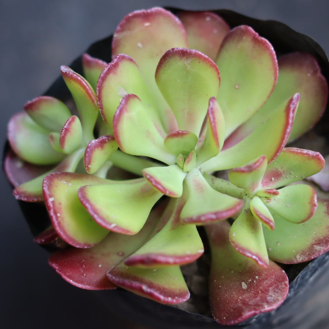 Sedum praealtum "Shrubby Stonecrop"