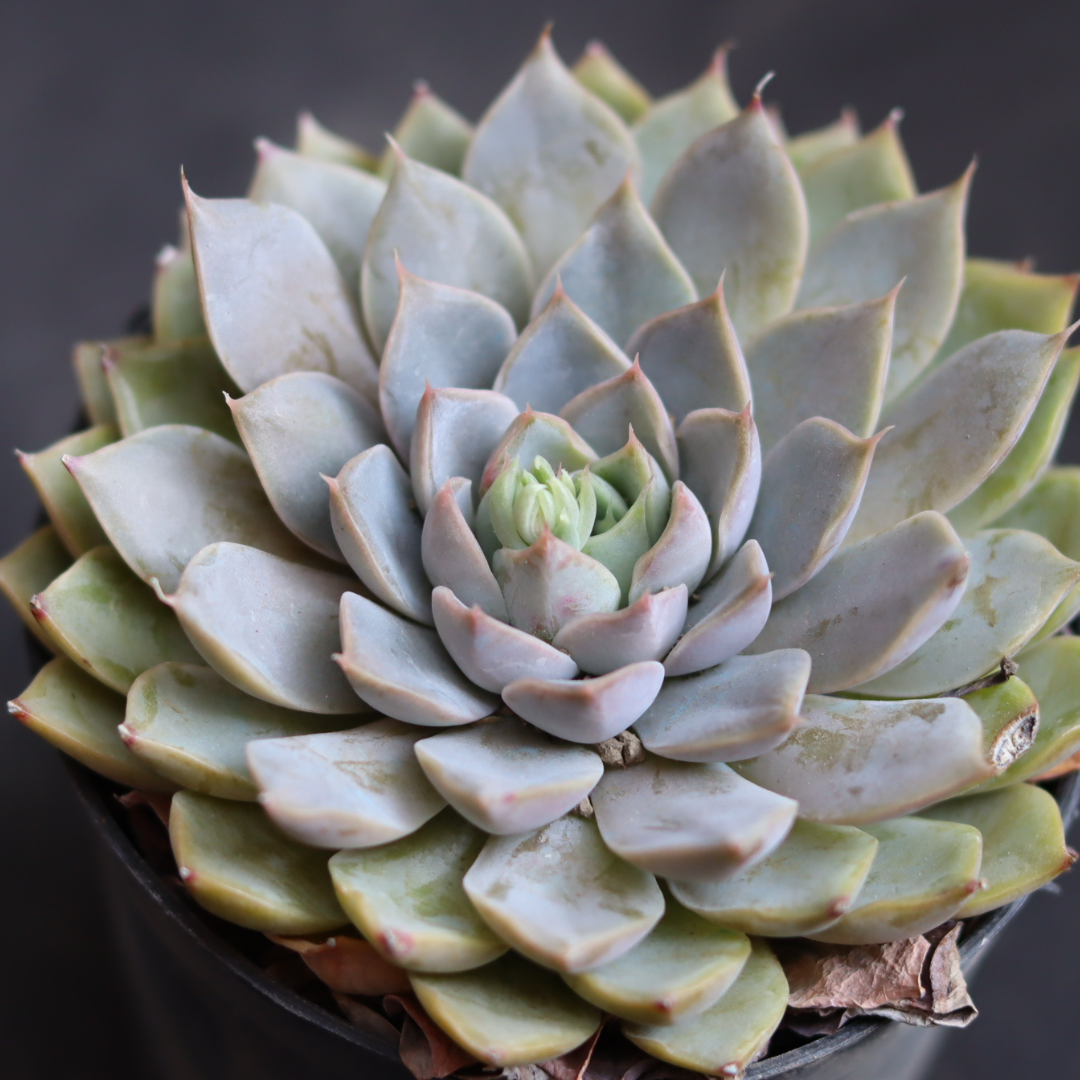 Echeveria 23