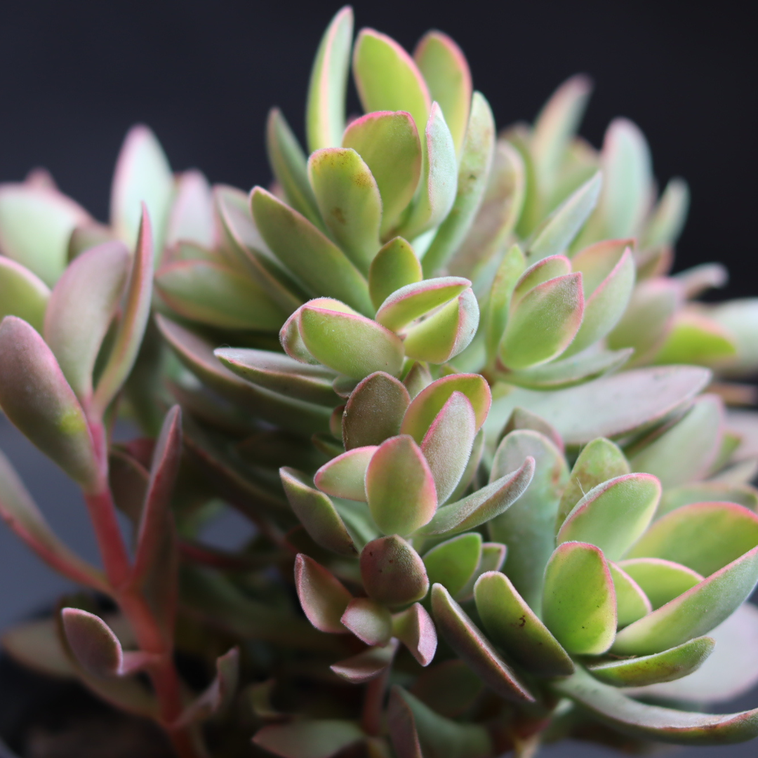 Echeveria 24