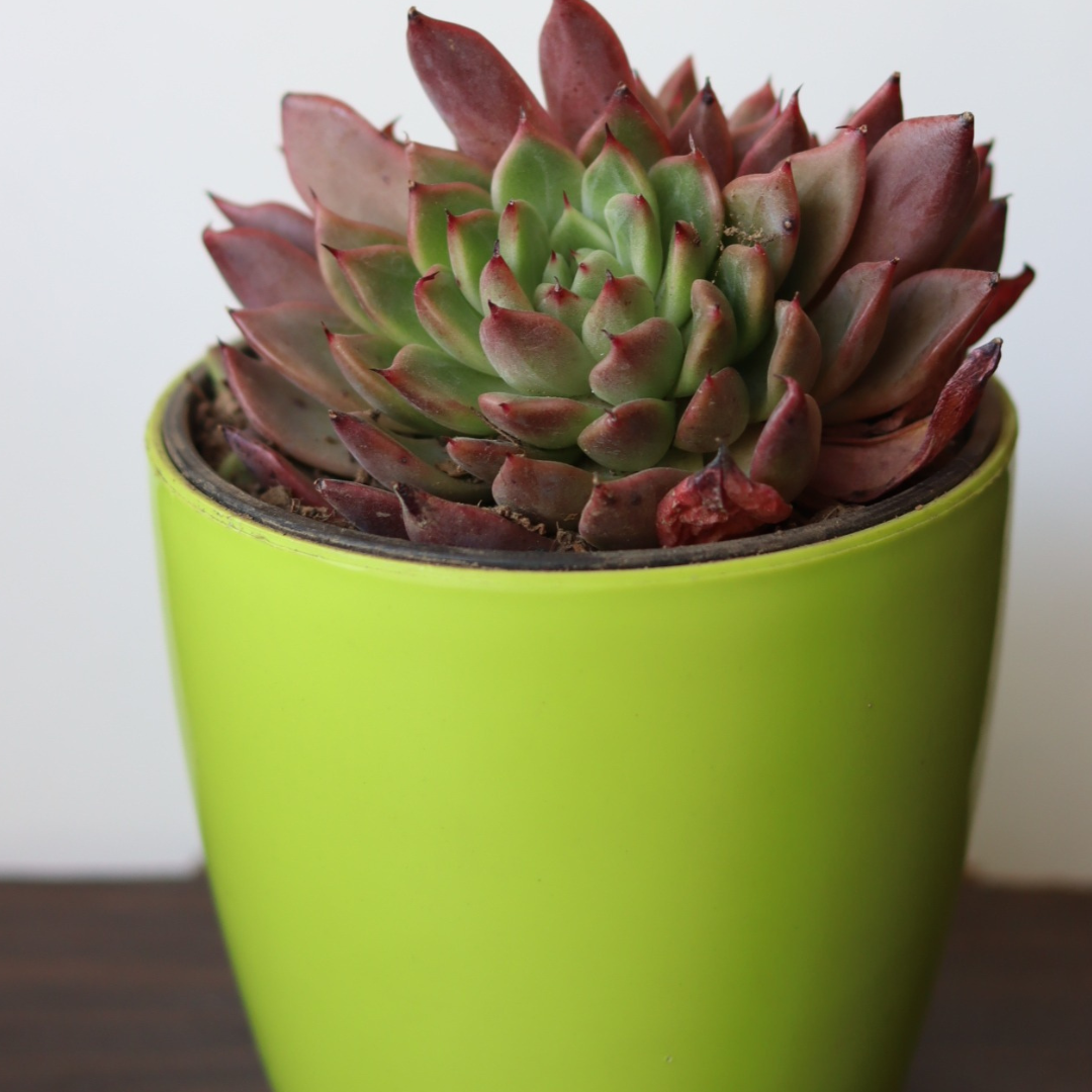 Echeveria 25