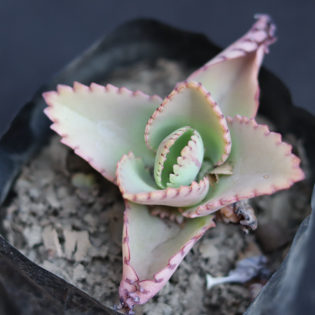 Kalanchoe Laetivirens Mother of thousands Succulent Plant