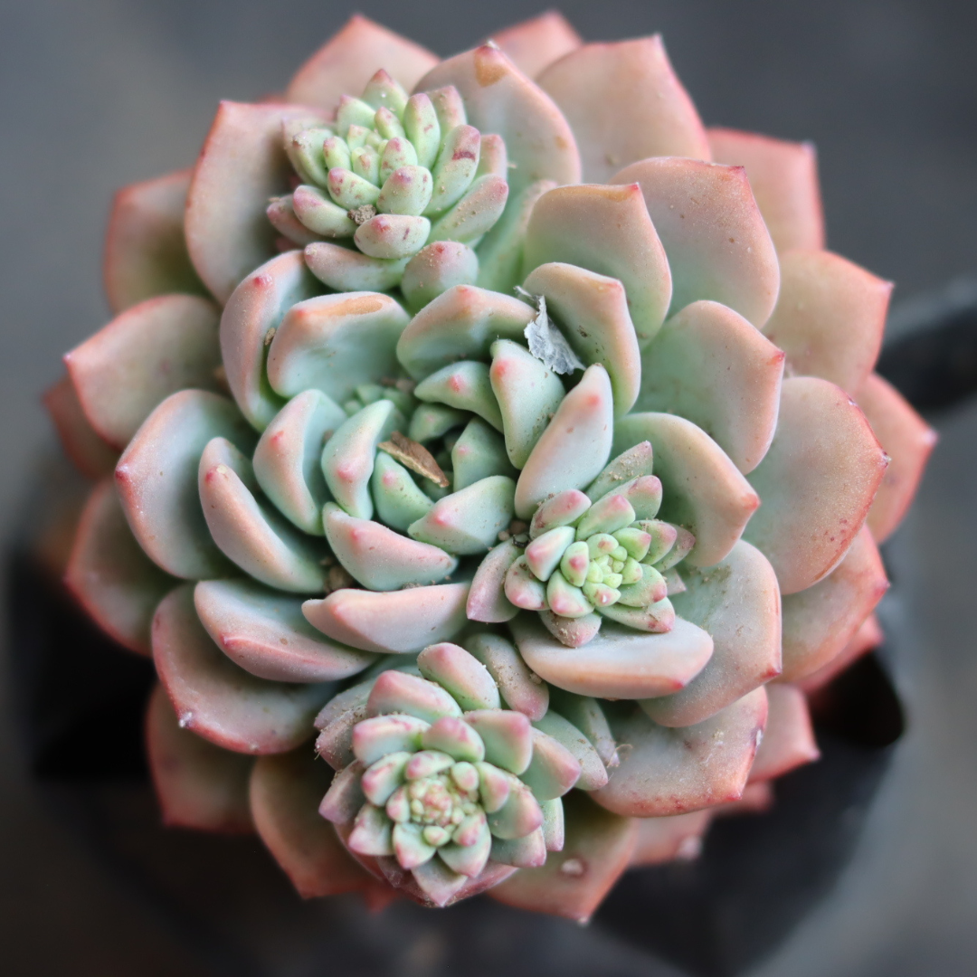 Echeveria 7