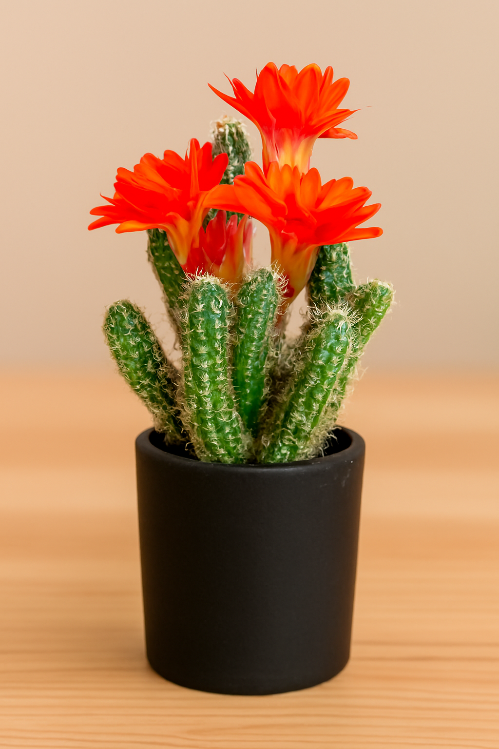 Echinopsis Chamaecereus - Peanut Cactus