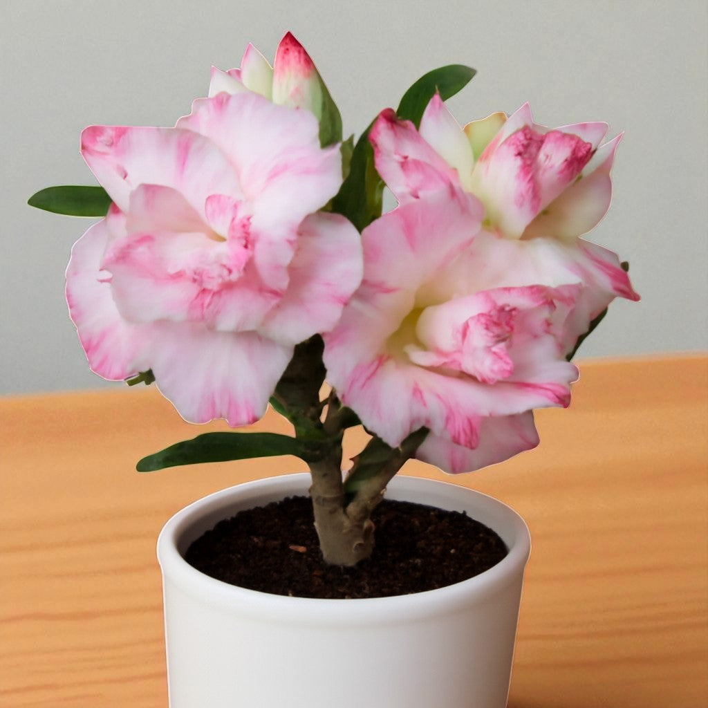 Adenium R5