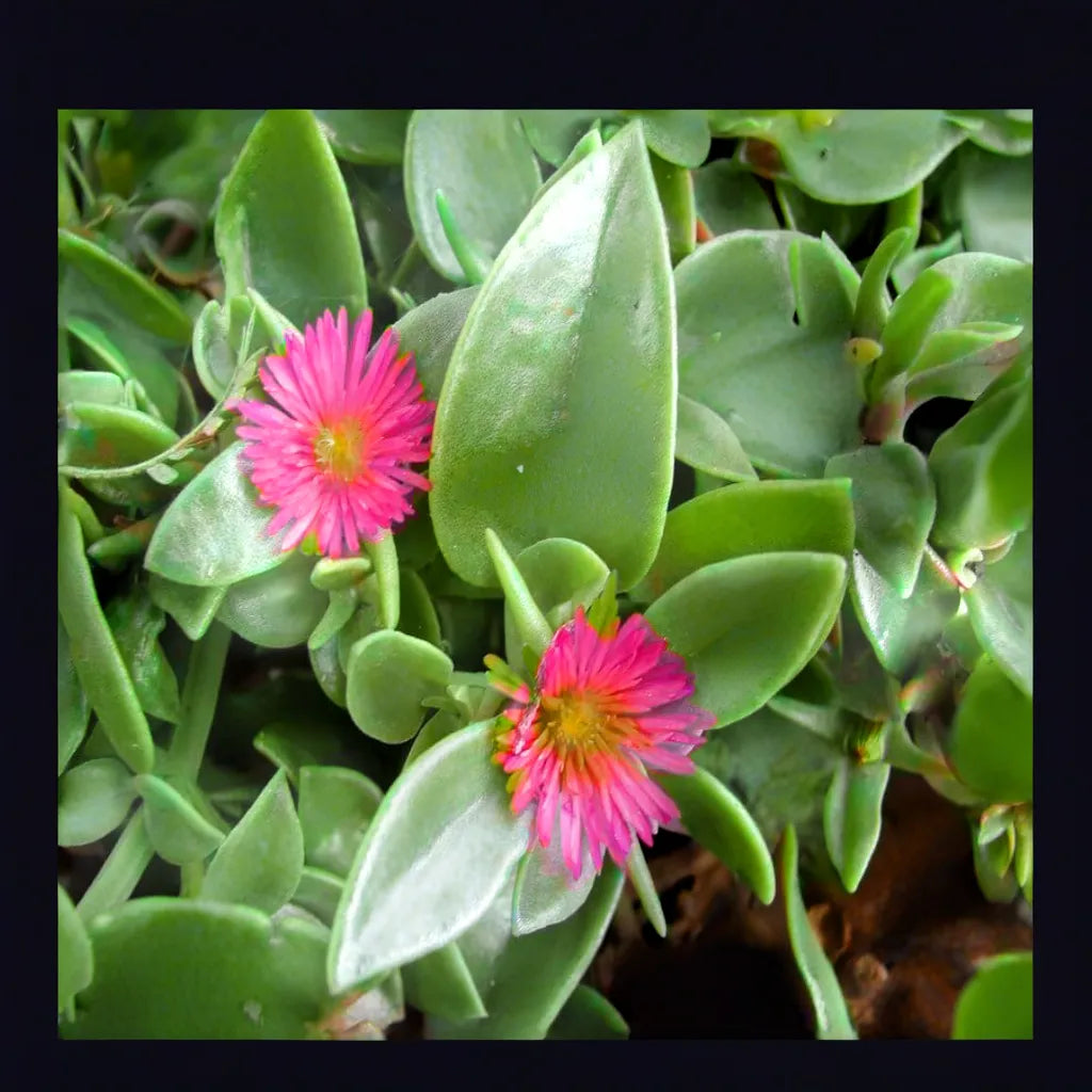 Baby Sunrose (Bare Rooted)