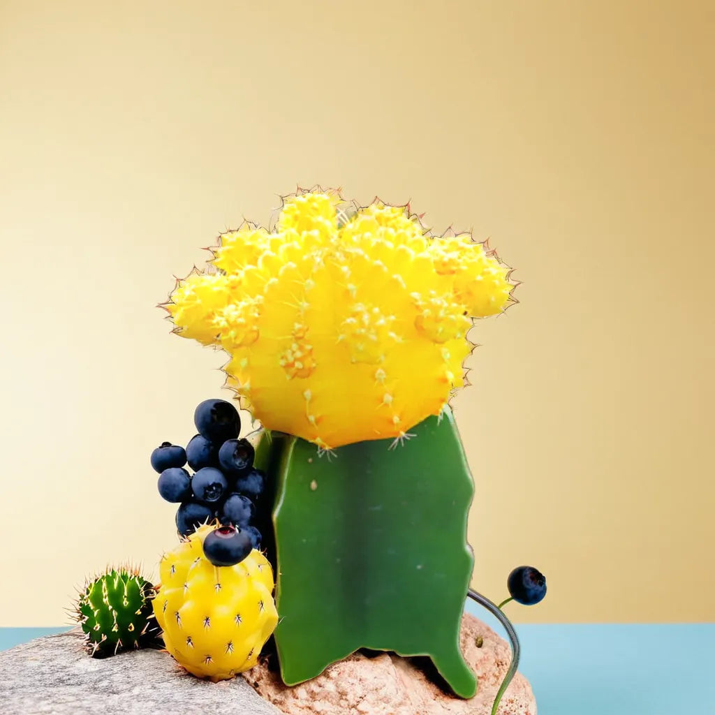 YELLOW MOON CACTUS (BARE ROOTED)