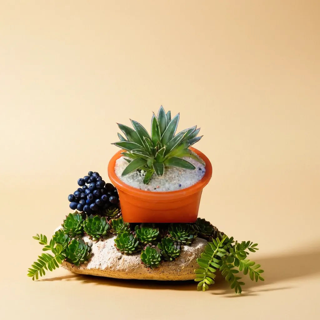 Agave Victoriae Reginae - Queen Victoria