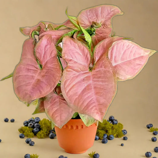 Pink syngonium Plant