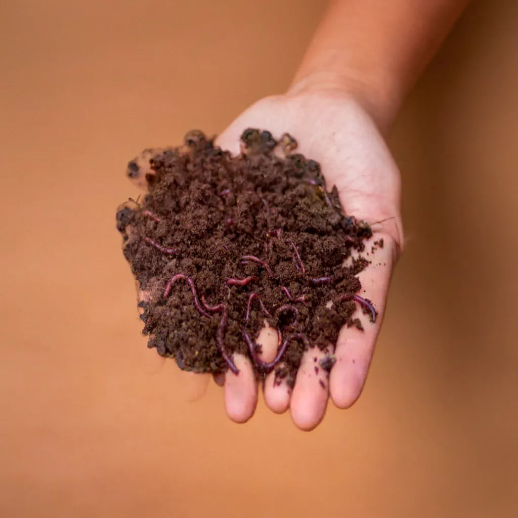 Vermicompost Ready to serve (50 gm)