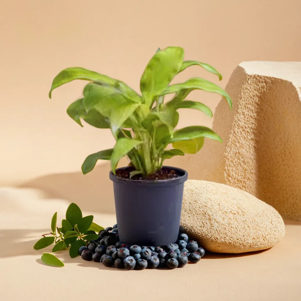 Peace Lily Sapling(Spathiphyllum Air Purifier Plant)