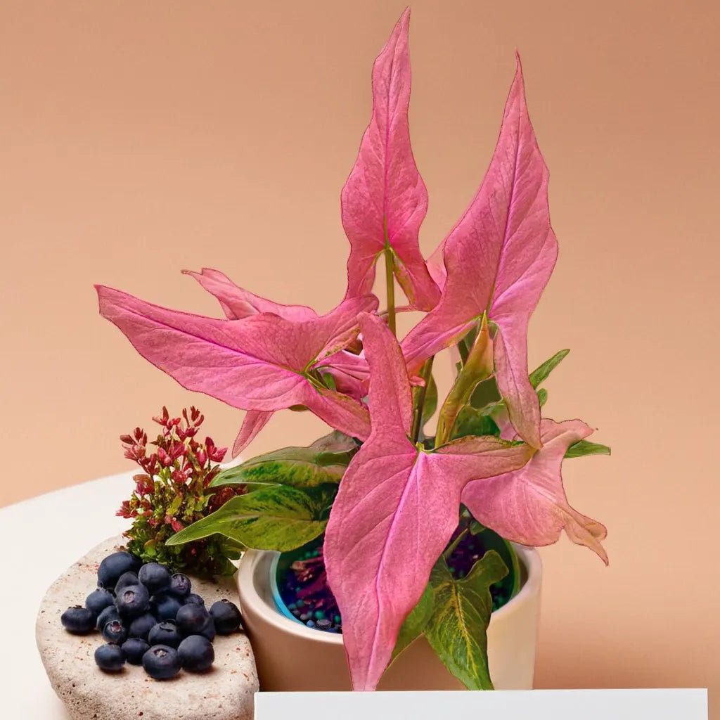 Syngonium Mickey Net pot