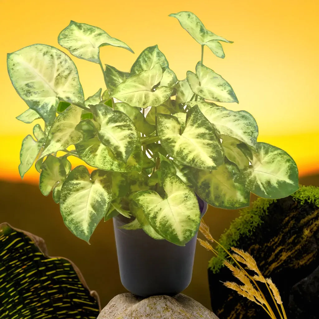 Syngonium pixie Saplings