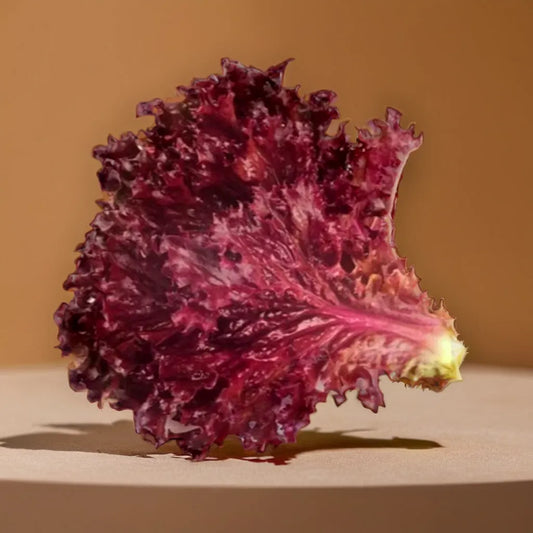 Lettuce Red Hybrid Seeds