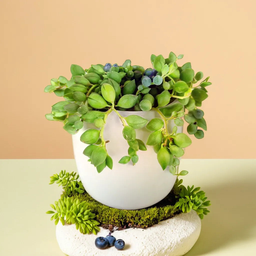 Senecio citriformisis (String of tears) (Bare Rooted)