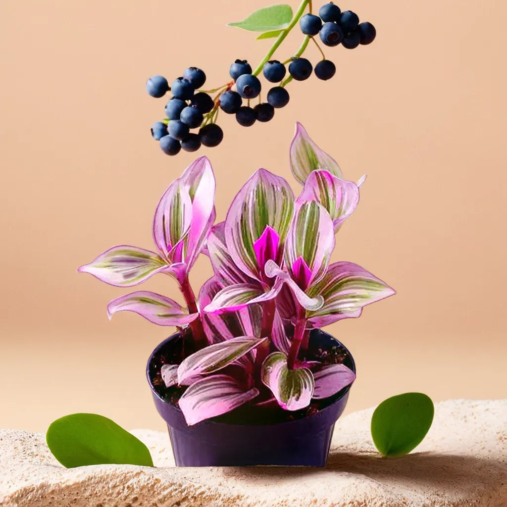 TRADESCANTIA NANOUK PINK (Bare Rooted)