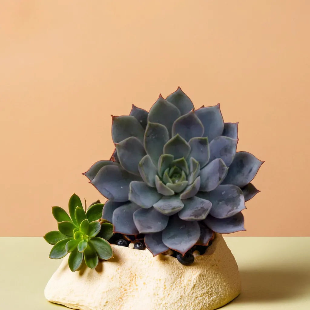 Echeveria 2