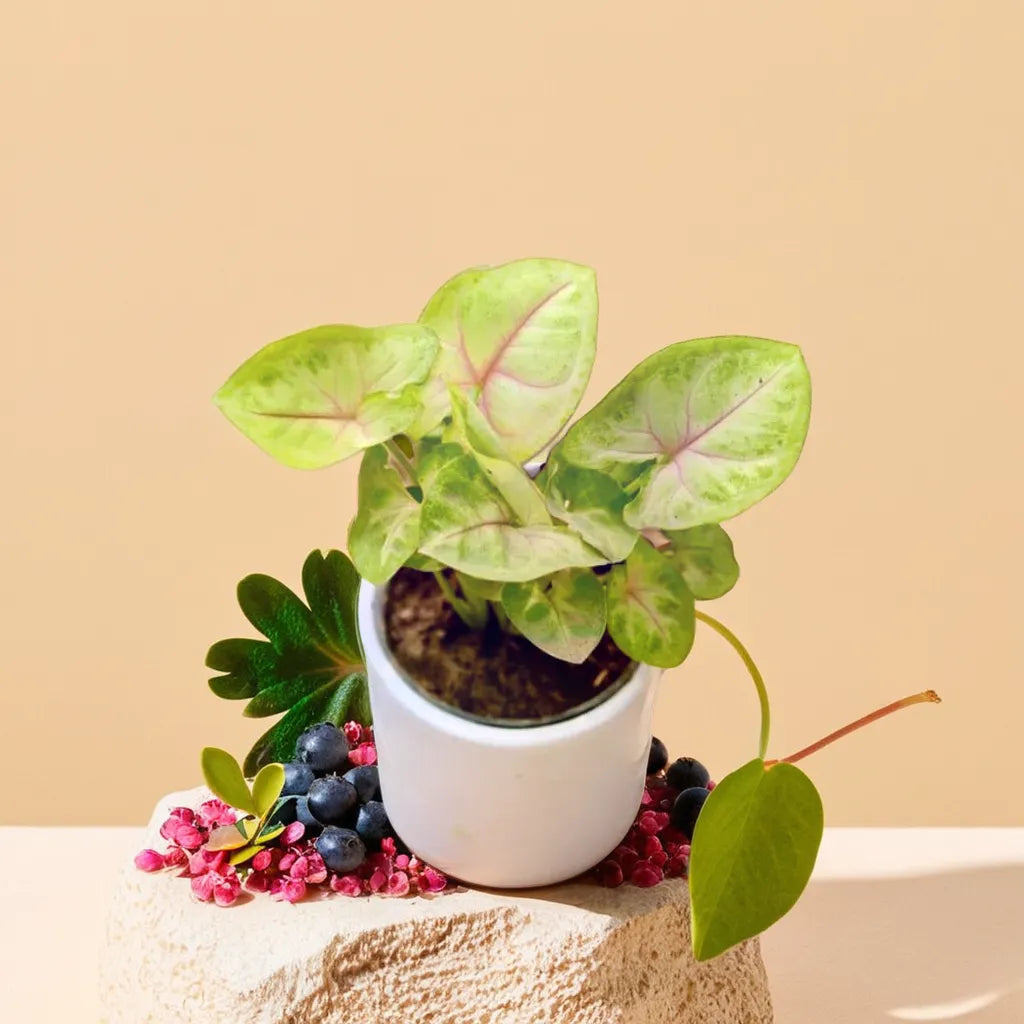 Syngonium Golden