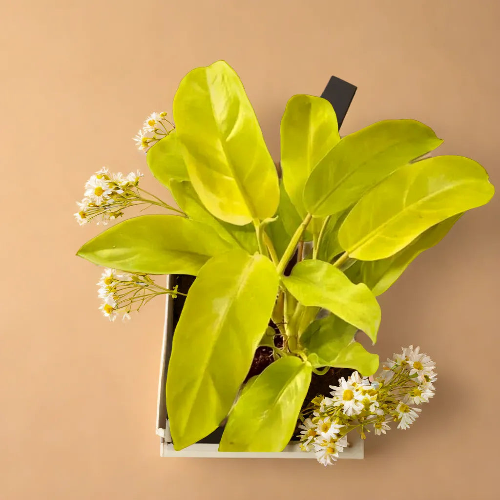 Philodendron ceylon gold