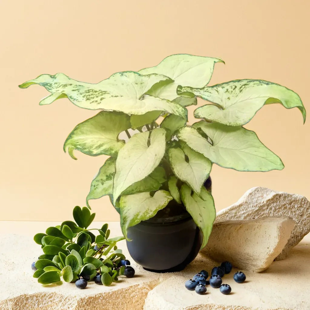 Syngonium Big White Saplings