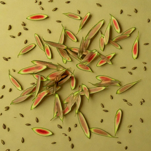Lemon Grass Hybrid Seeds