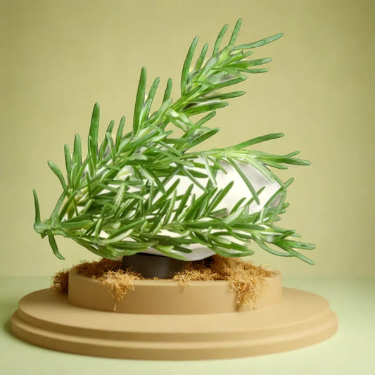 ROSEMARY HYBRID SEEDS (15 seeds)