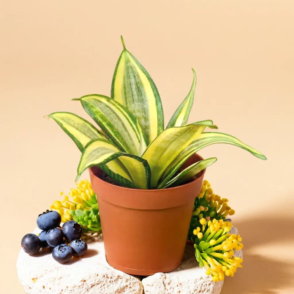 Sansevieria Trifasciata 'Golden Hahnii'(Snake Plant) Bare Rooted