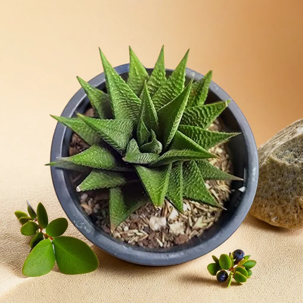 HAWORTHIA LIMIFOLIA (BARE ROOTED)