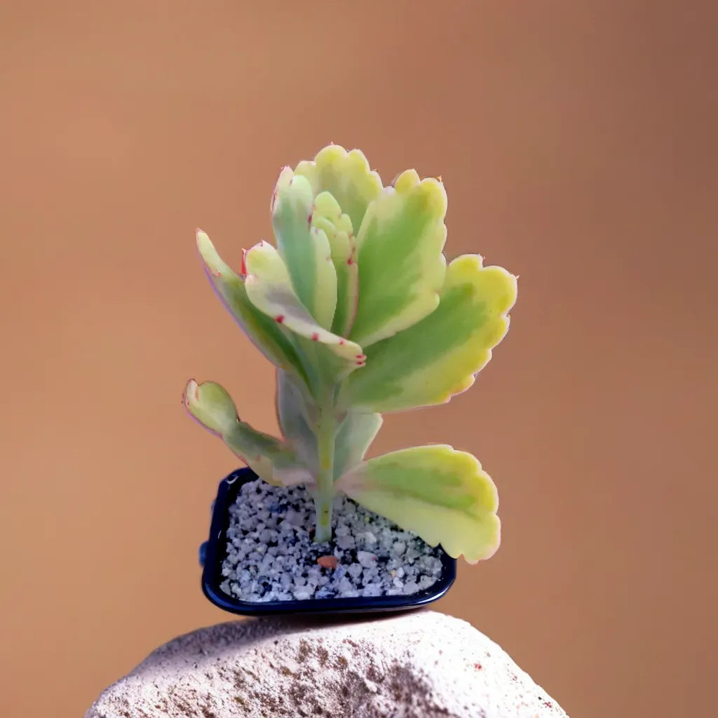 Kalanchoe Fetchschonki Variegata (Bare Rooted)