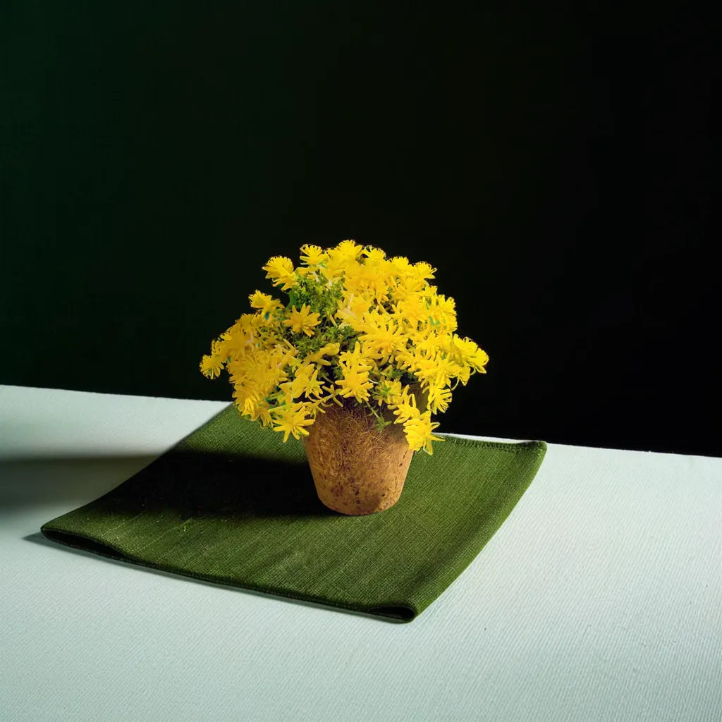 Yellow sedum grass in Eco friendly pot