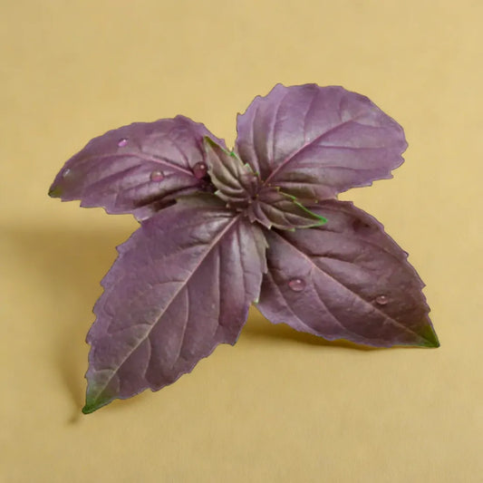 BASIL – PURPLE HYBRID SEEDS (40-50 seeds)