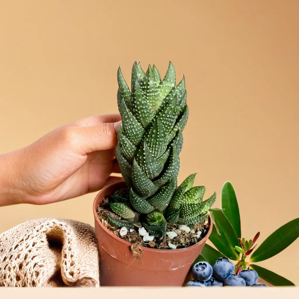 Haworthia Reinwardtii (Bare Rooted)