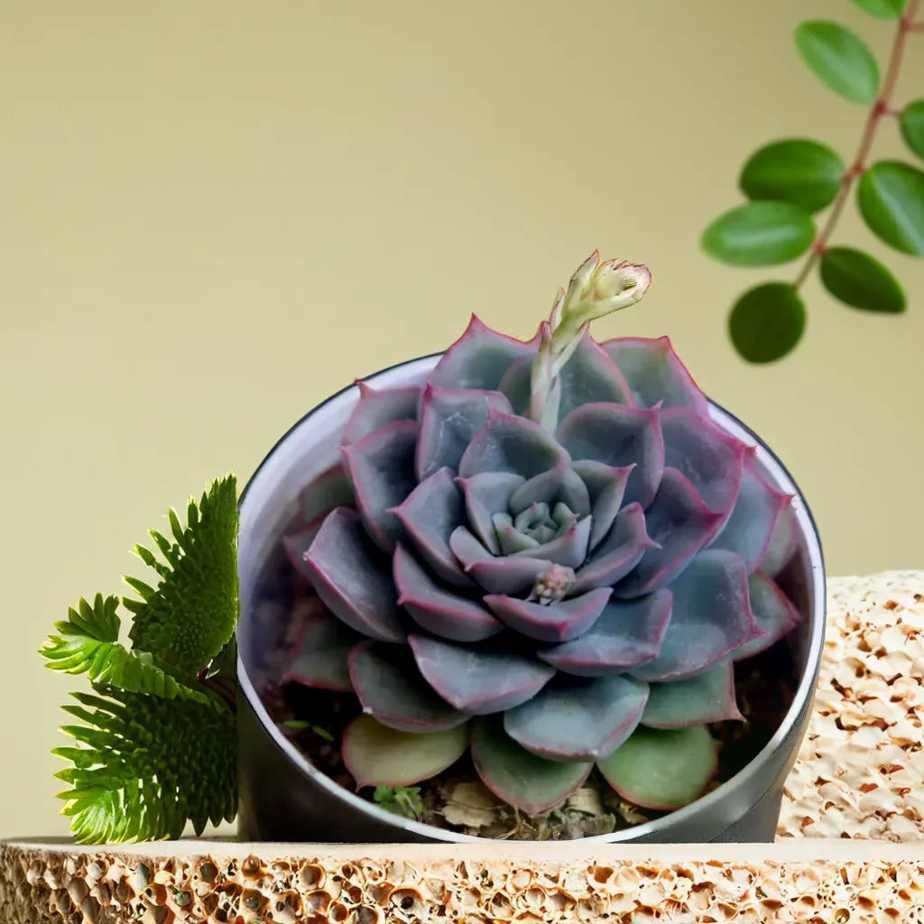 Echeveria 17