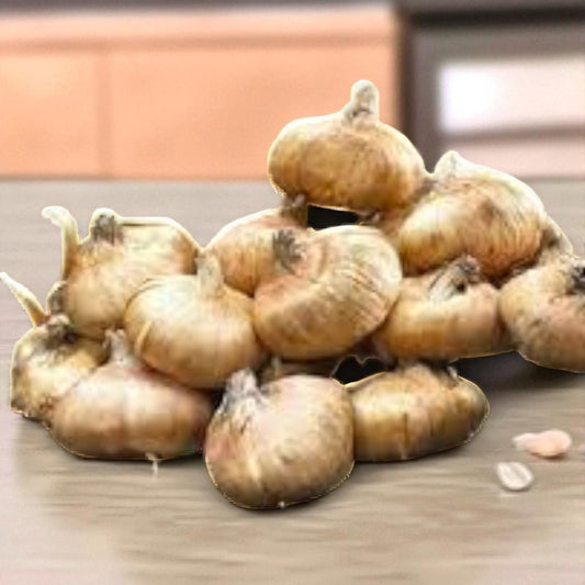 Gladious Lourie Bulbs