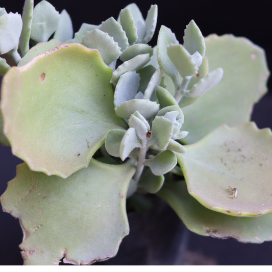 Kalanchoe millotii "Millot Kalanchoe"