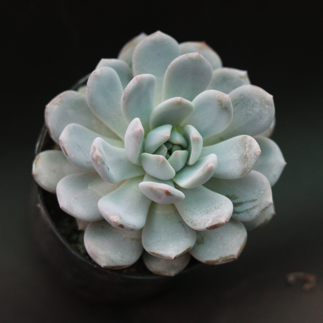 Echeveria 3