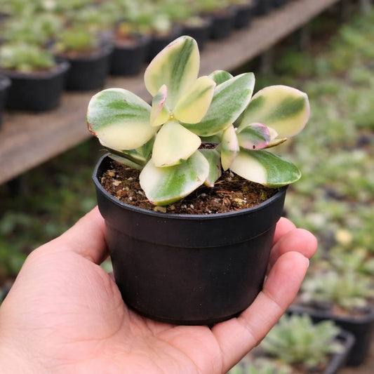 Variegated Jade Plant (Crassula Ovata)