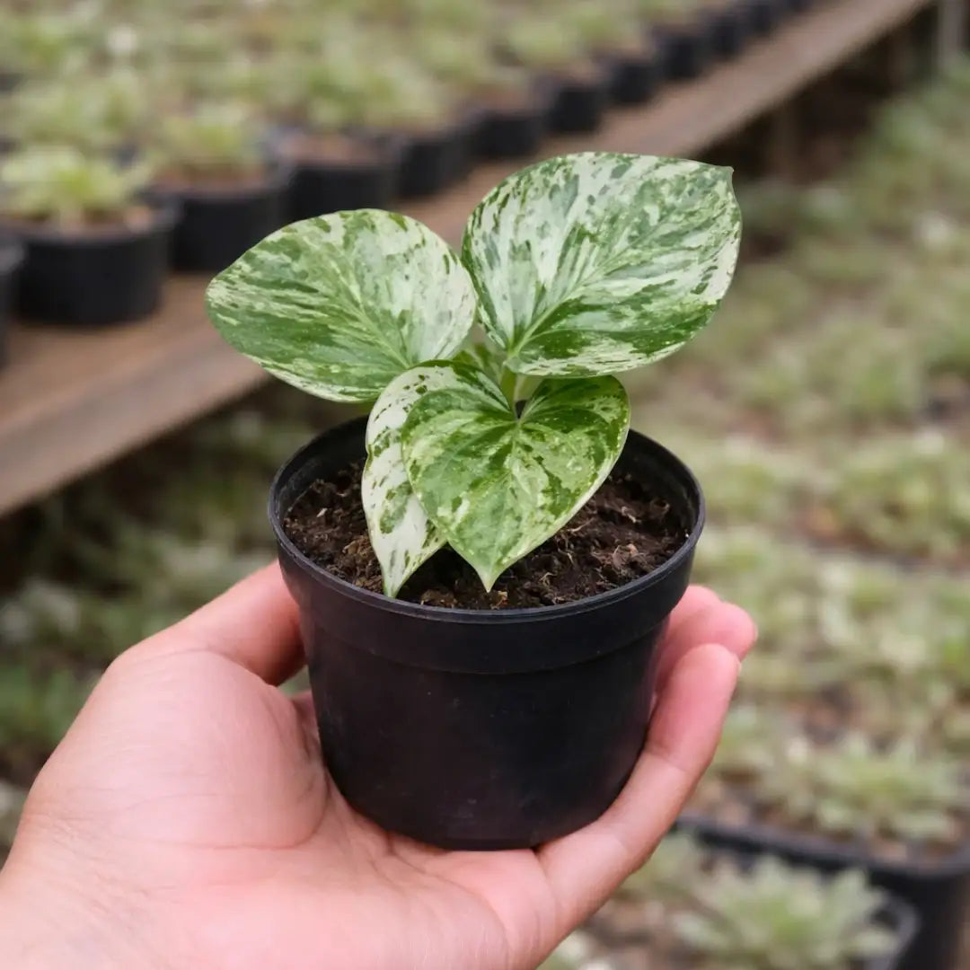 Marble Queen Pothos Plant