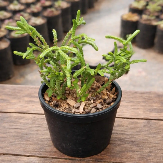 Crassula Muscosa (Bare Rooted)