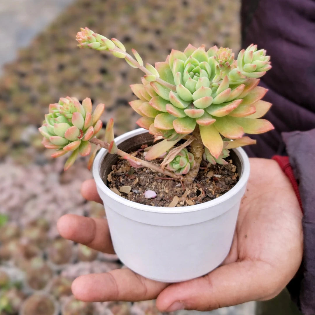 Echeveria 5 – Plant Orbit