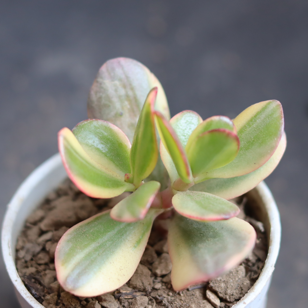 Variegated Jade Plant (Crassula Ovata)