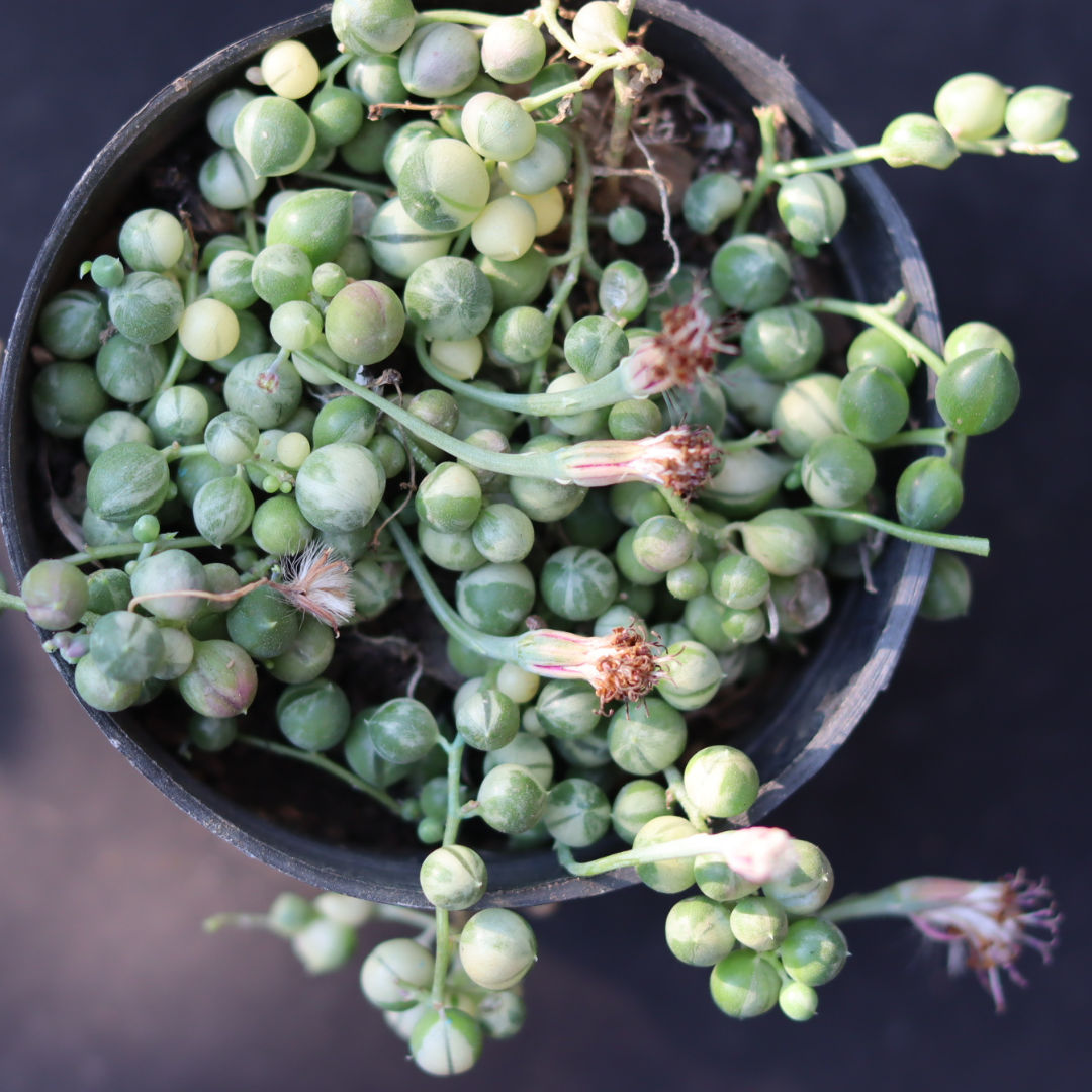 Variegated String Of Pearls (Bare Rooted)