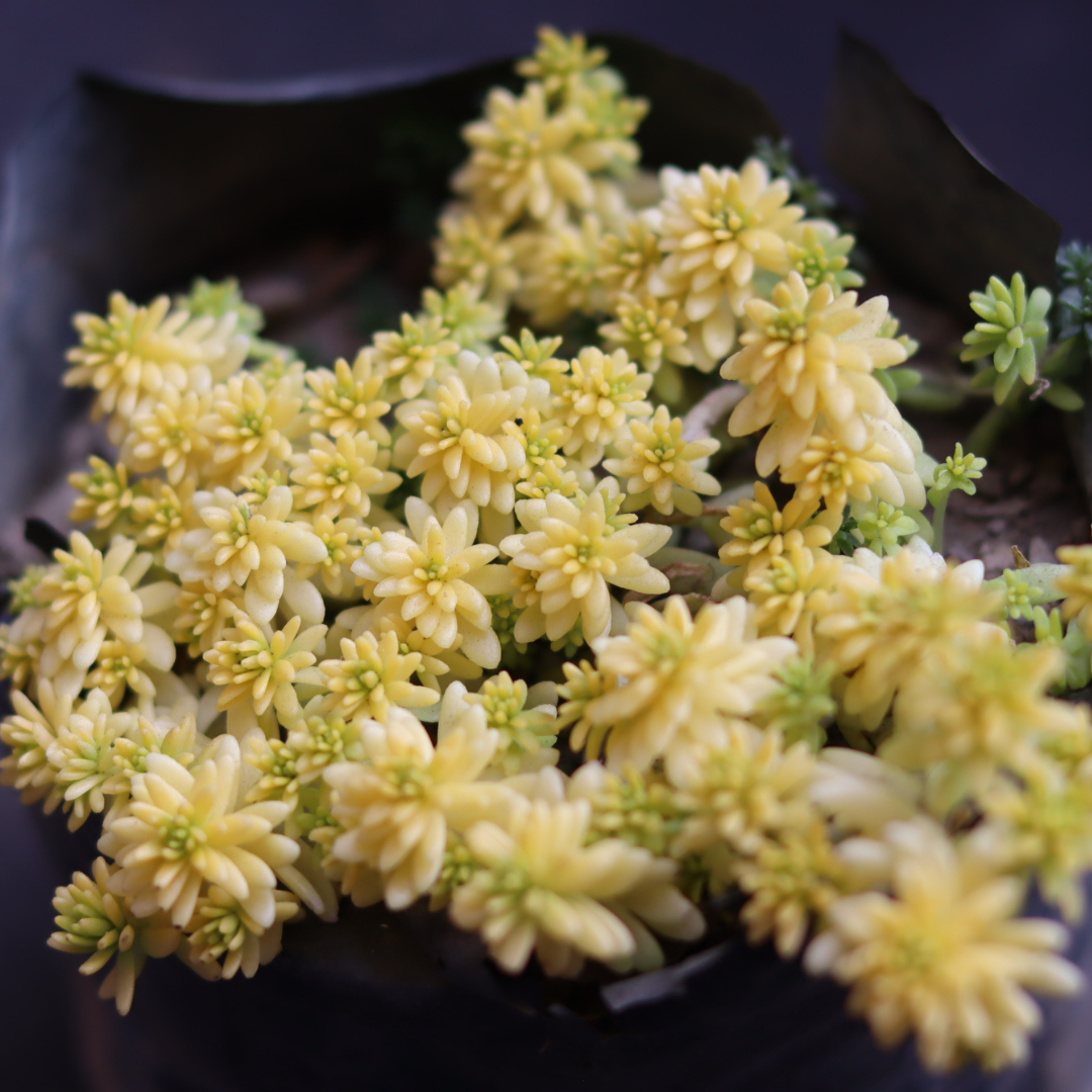 Sedum japonicum ‘Tokyo Sun’ (Bare Rooted)